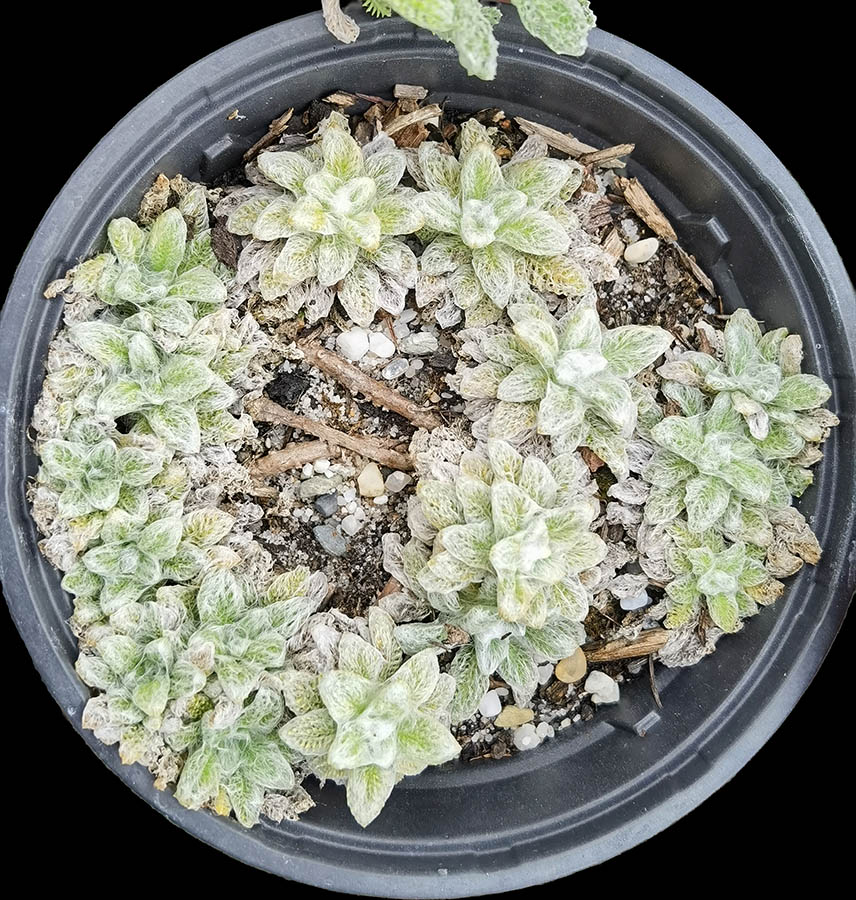 Helichrysum chionophilum